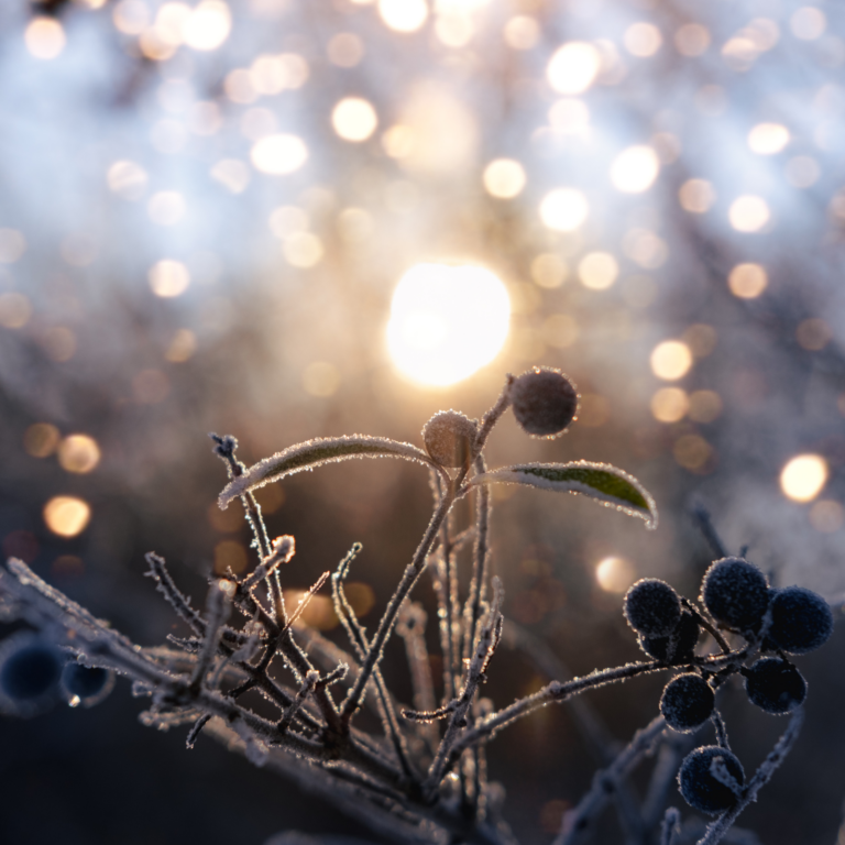 Winter Solstice: Stillness, Darkness & the Returning Light
